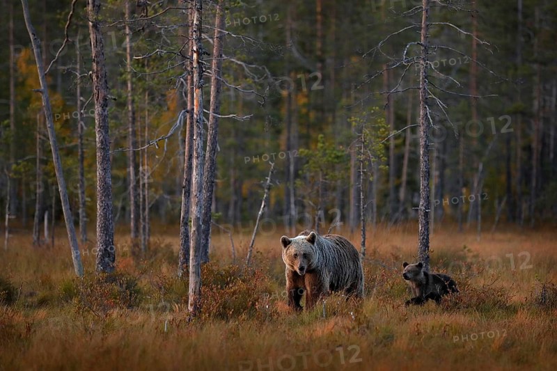 Bear hidden in yellow forest. Autumn trees with bear, mirror reflection. Beautiful brown bear walking around lake, fall colors