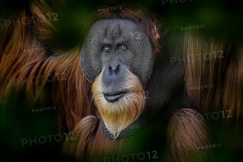 Sumatran orangutan, Pongo abelii, Critically endangered ape monkey, and found only in north Indonesian island, Sumatra in Indonesia. Wild animal, wildlife nature