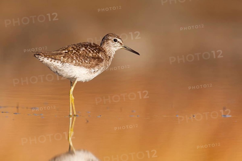 Wood Sandpiper (Tringa glareola), Greece