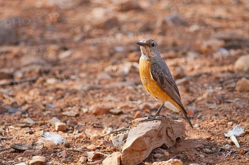 Short-toed Rock Thrush (Monticola brevipes) female, Namibia