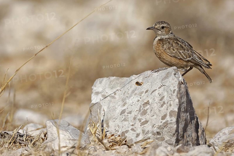 Spike-heeled Lark (Chersomanes albofasciata), Etosha National Park, Oshikoto, Namibia