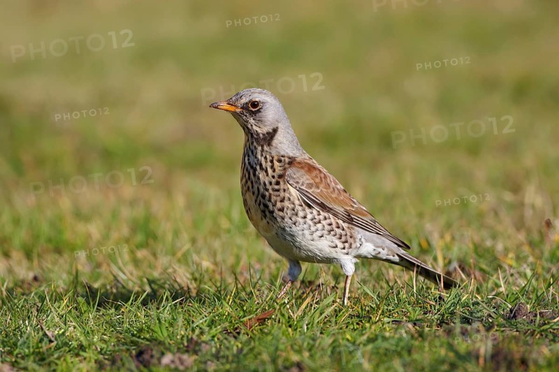 Fieldfare (Turdus pilaris), Wales, United Kingdom