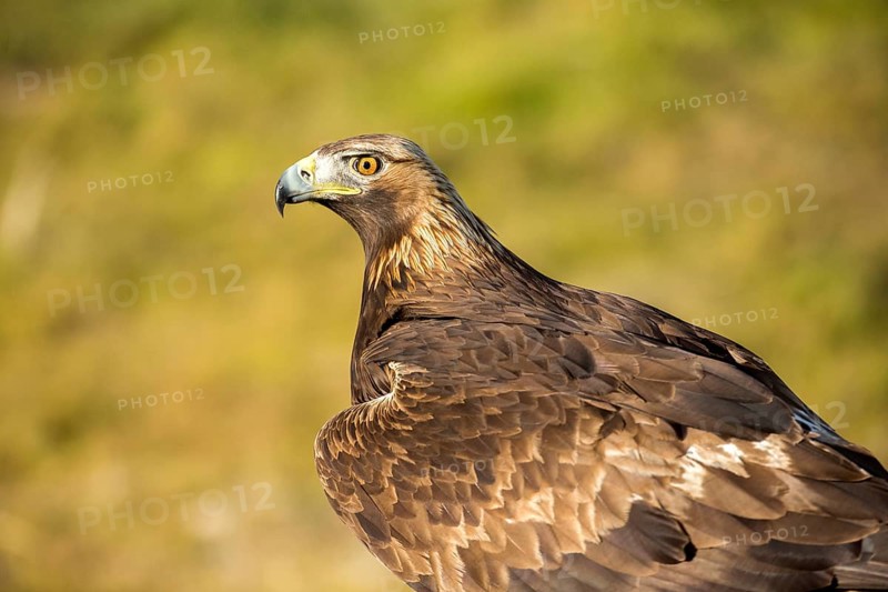 Golden Eagle (Aquila chrysaetos) female, Andalusia, Spain