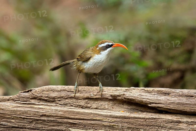Red-billed Scimitar Babbler (Pomatorhinus ochraceiceps), Yunnan, China