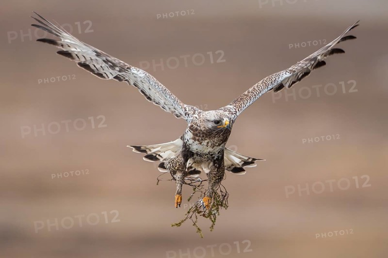 Rough-legged Buzzard (Buteo lagopus) flying, Finnmark, Norway