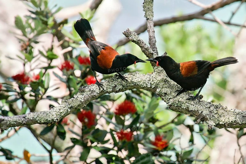 North Island Saddleback (Philesturnus rufusater) pair displaying, Nordinsel, New Zealand