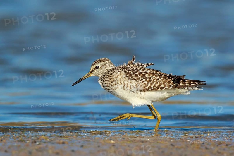 Wood Sandpiper (Tringa glareola) foraging, Lesvos, Greece