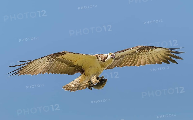 Fischadler (Pandion haliaetus) im Flug mit Beute