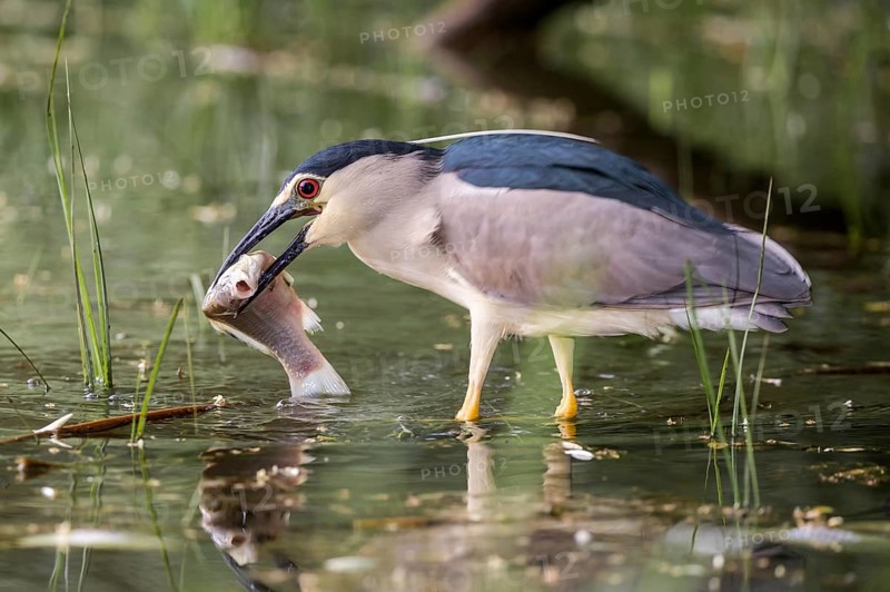 Black-crowned Night Heron (Nycticorax nycticorax) with fish prey in beak, Subotica, Serbia