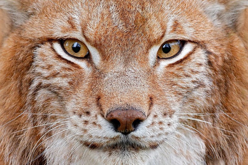 Lynx, detail face portrait with beautiful eyes. Cute fur of Eurasian lynx, animal in habitat. Wild cat from Germany. Close-up detail portrait. Lynx in orange autumn forest. Wildlife scene from nature