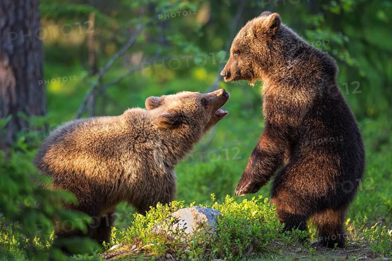 Eurasian Brown Bear (Ursus arctos) two cubs play fighting in forest, Finland