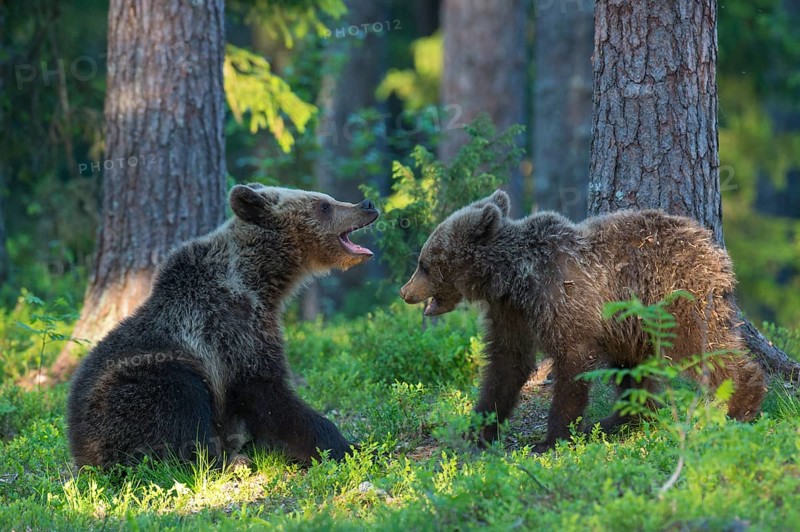 Eurasian Brown Bear (Ursus arctos) two cubs play fighting in forest, Finland