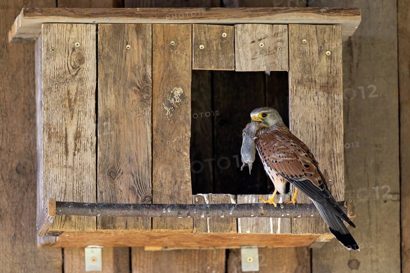 Kestrel (Falco tinnunculus) male with captured mouse for the young, village in Münsterland, North Rhine-Westphalia