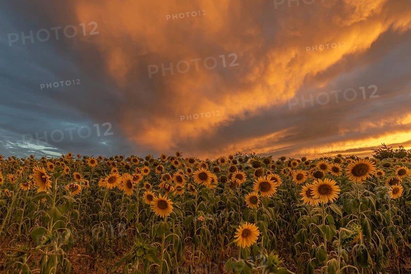 Golden sunflowers stretch out into the colourful sky as the sunlight increases, creating a beautiful contrast between the bright flowers and dark clouds. A cheerful moment in nature unfolds