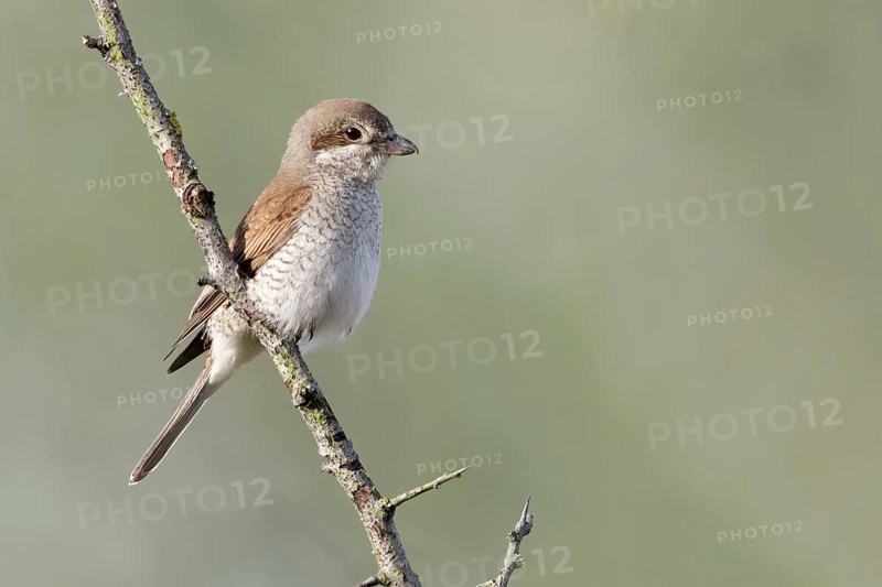 Red-backed shrike (Lanius collurio), adult female, sitting calmly and relaxed on a thorny branch in front of a distant, dissolved, natural background, native nature, Meerbusch, Rhein-Kreis Neuss, North Rhine-Westphalia, Rhineland, Germany, Western Europe