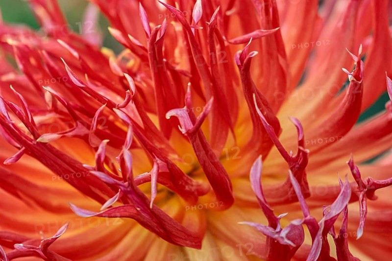 Dahlia, close-up, Münsterland, North Rhine-Westphalia, Germany
