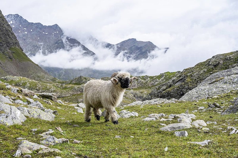 Valais Blacknose sheep (Ovis gmelini aries), high alpine mountain valley, Obere Senner Egete, Stubai Alps, near Ridnaun, South Tyrol, Italy