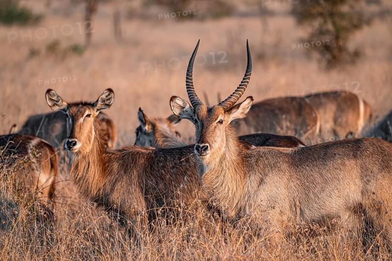Elliptic waterbuck (Kobus ellipsipiprymnus), adult female and male, herd in dry grass in the evening light, Kruger National Park, South Africa