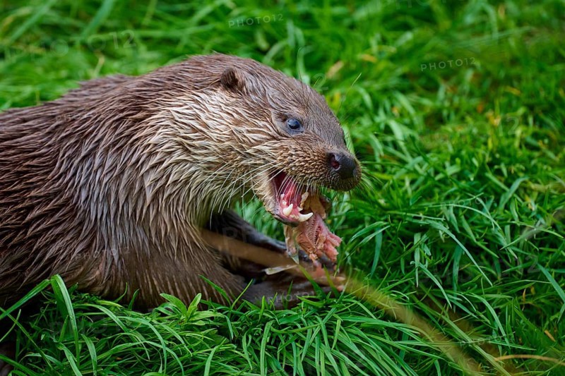 European otter (Lutra lutra), eating a piece of fish in the grass, showing its sharp teeth, Germany