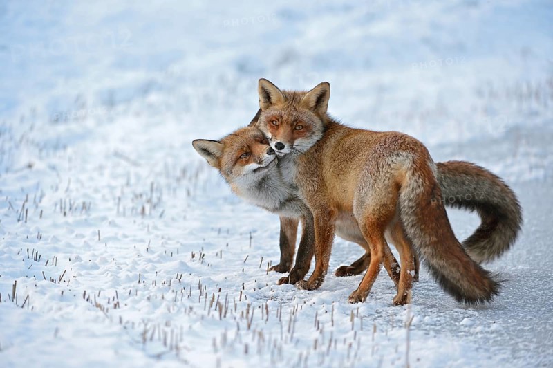Red fox, two red foxes (Vulpes vulpes) cuddling with each other, togetherness, tenderness, shot during the breeding season, foxes are actually loners, very rare observation, beautiful colour contrast through the snow, winter, native wildlife, nature, wildlife, Netherlands, Europe Red Foxes (Vulpes vulpes) in love, caressing, tenderness, cute emotional behaviour, pair of foxes in winter, snow, Europe