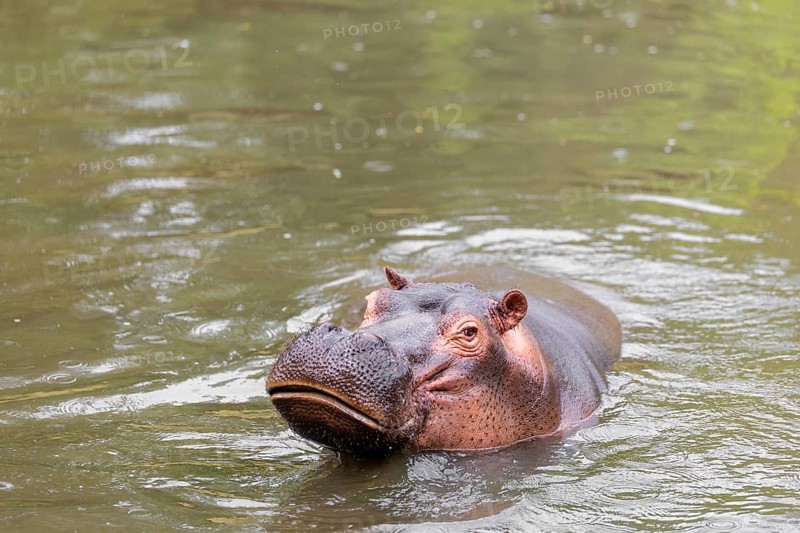 An adult male hippopotamus (Hippopotamus amphibius) shows aggression and defends its territory
