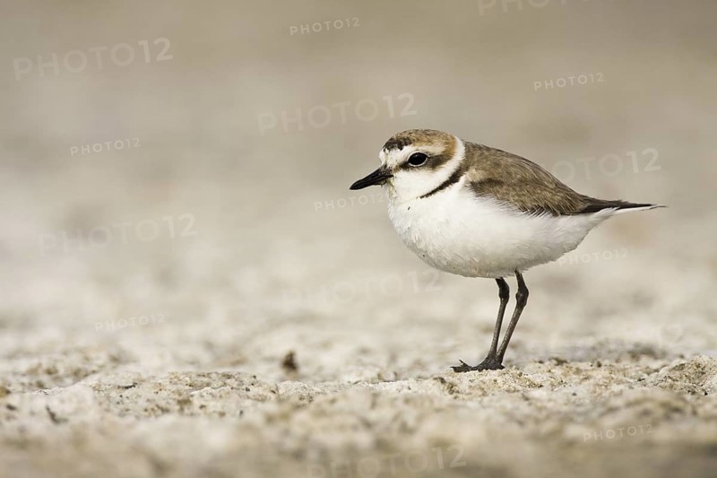 Kentish Plover (Charadrius alexandrinus), Castile-La Mancha, Spain