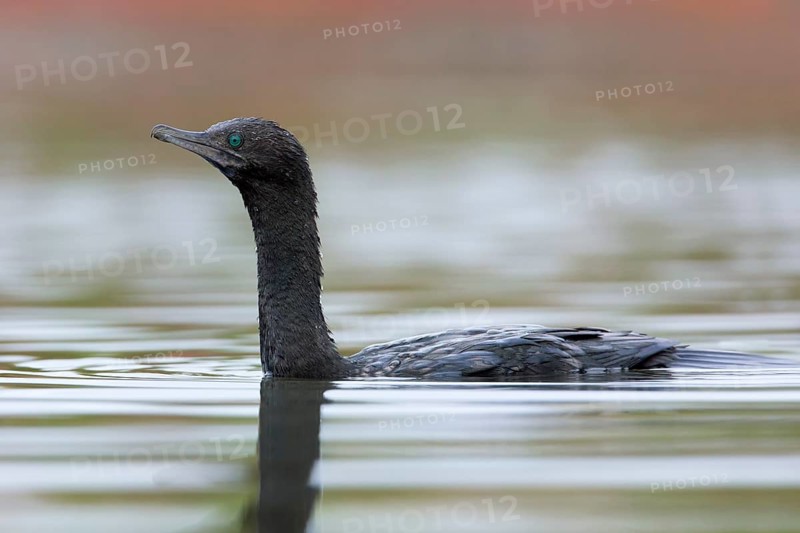 Little Black Cormorant (Phalacrocorax sulcirostris), Victoria, Australia