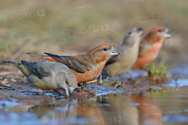 Parrot Crossbill (Loxia pytyopsittacus) group drinking, Netherlands