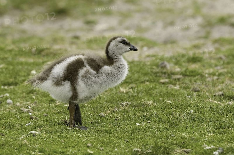 Ruddy-headed Goose (Chloephaga rubidiceps), Falkland Islands