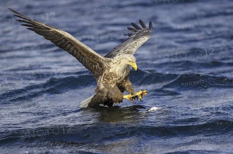 White-tailed Eagle (Haliaeetus albicilla) flying, Nord-Trondelag, Norway
