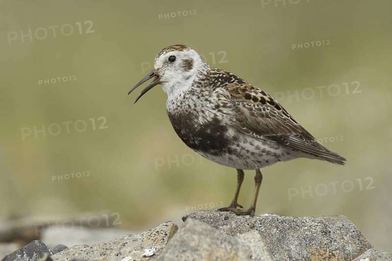 Rock Sandpiper (Calidris ptilocnemis), Alaska, USA