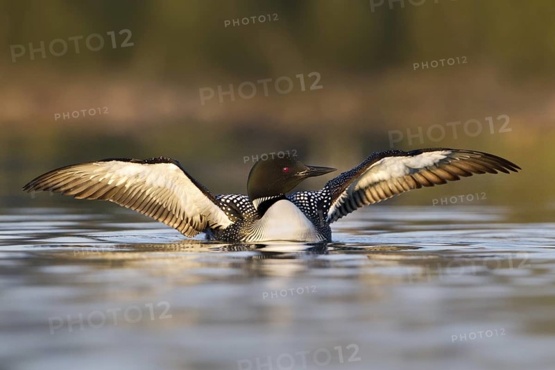 Great Northern Loon (Gavia immer), British Columbia, Canada