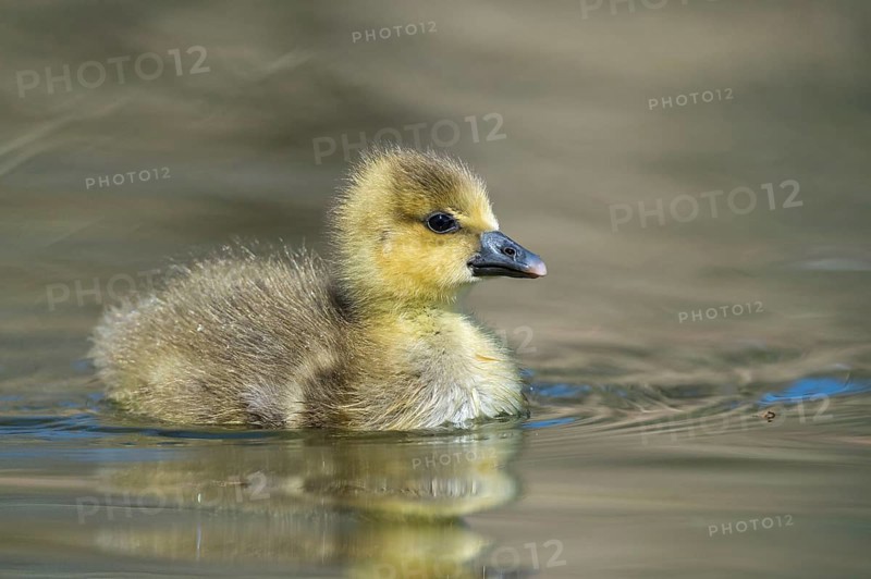 Greylag Goose (Anser anser) chick, Lower Saxony, Germany