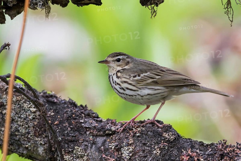 Olive-backed Pipit - Waldpieper - Anthus hodgsoni ssp. yunnanensis, Russia