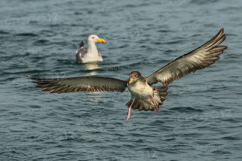 Scopoli's Shearwater (Calonectris diomedea) flying, Tuscany, Italy