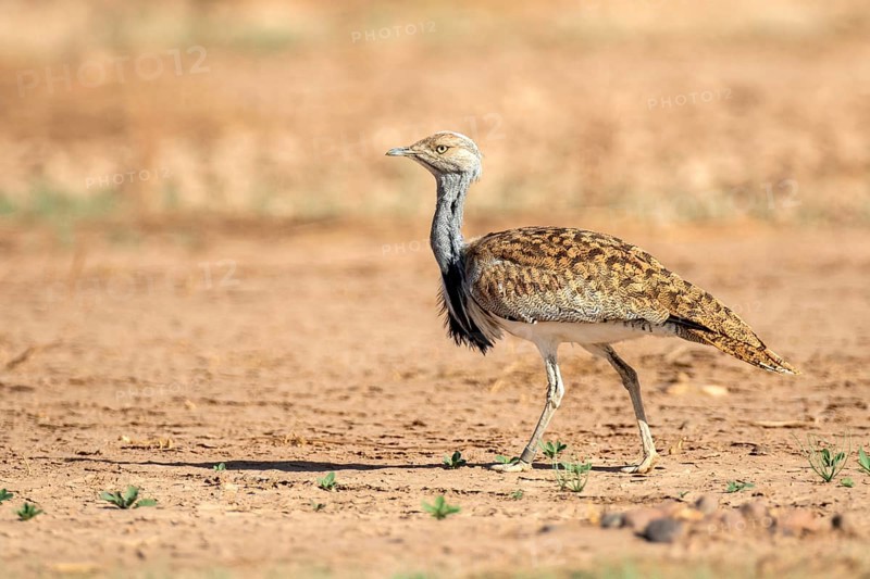 Houbara Bustard (Chlamydotis undulata), Zagora, Morocco