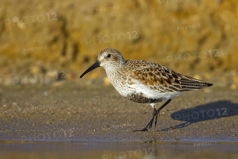 Dunlin (Calidris alpina) foraging, North Rhine-Westphalia, Germany