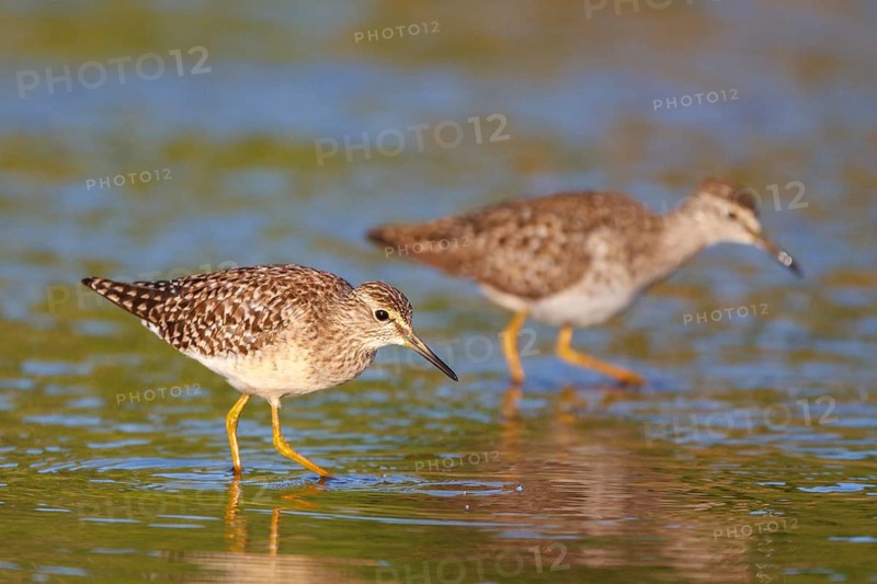 Wood Sandpiper (Tringa glareola), Greece