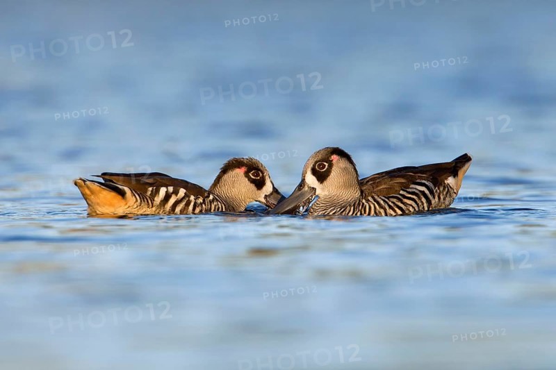 Pink-eared Duck (Malacorhynchus membranaceus) pair feeding, Victoria, Australia
