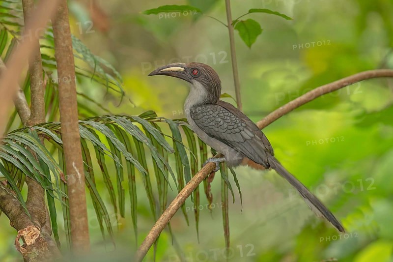 Sri Lanka Grey Hornbill (Ocyceros gingalensis) perched on a branch, Sinharaja, Sri Lanka