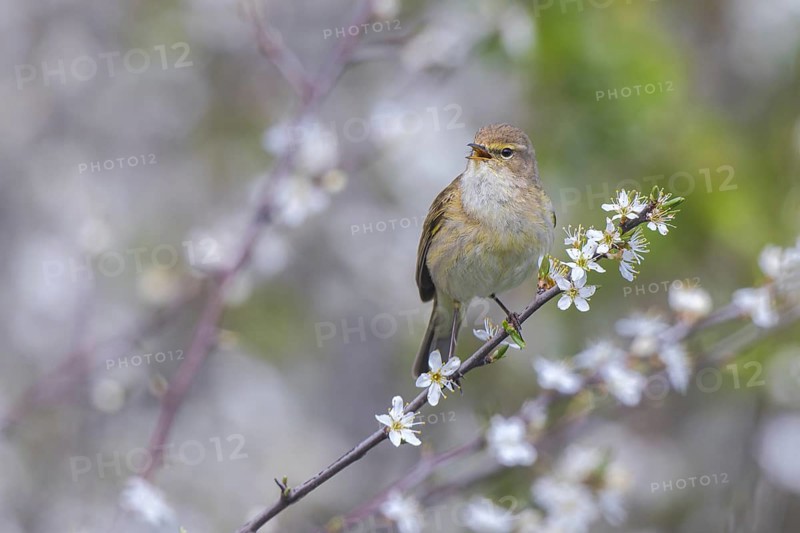 Common Chiffchaff (Phylloscopus collybita) singing, perched on a branch, North Rhine-Westphalia, Germany
