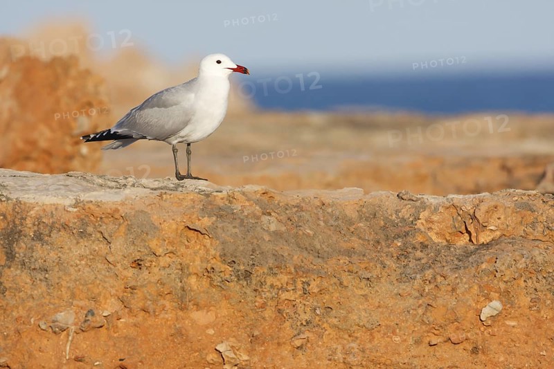 Audouin's Gull (Ichthyaetus audouinii), Mallorca, Spain