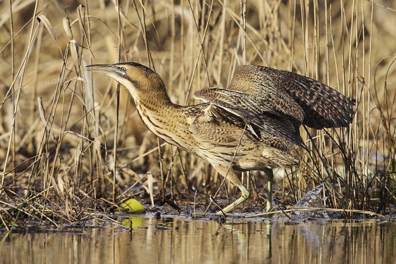 Eurasian Bittern (Botaurus stellaris), Zurich, Switzerland