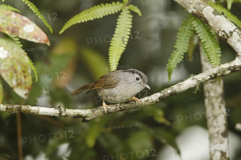 Mountain Fulvetta (Alcippe peracensis), Fraser's Hill, Malaysia