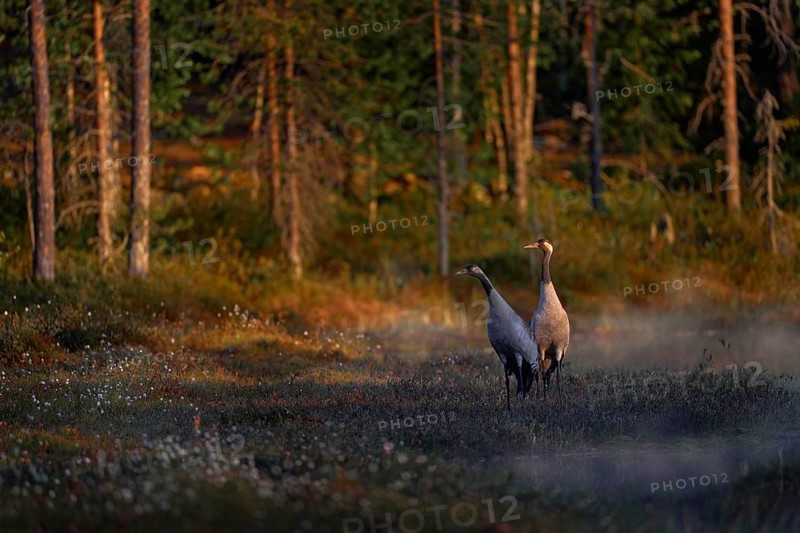 Finland wildlife. Common Crane, Grus grus, pair big bird in the nature habitat, Kuhmo, Finland. Wildlife scene from Europe. Grey crane with long neck. Big in the water. Fog morning sunrise