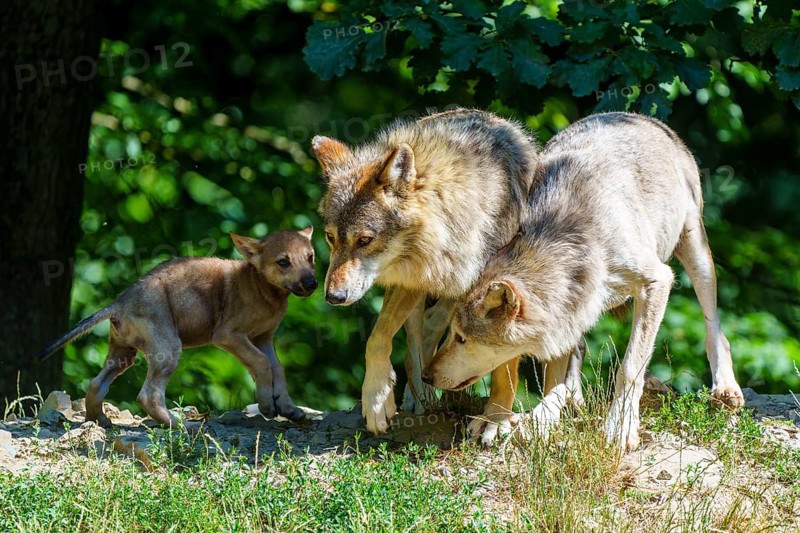 Wolves and a pup exploring a green forest landscape in the summer heat, Timberwolf, wolf, American wolf, (Canis lupus lycaon), pup, Germany
