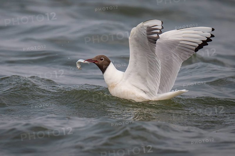 Black-headed gull (Chroicocephalus ridibundus) in summer plumage, with a small fish in its beak, near Hvide Sande, Ringkøbing Fjord, North Sea, Denmark