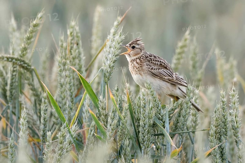Skylark (Alauda arvensis) sings in a wheat field, sits in the grain, popular and formerly common songbird, but highly endangered by intensive agriculture, native nature, Meerbusch, Rhein-Kreis Neuss, North Rhine-Westphalia, Rhineland, Germany, Western Europe