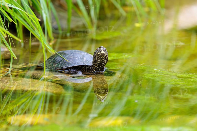 A European pond turtle (Emys orbicularis) rests in shallow water on a stone lying in the pond, surrounded by green riparian vegetation