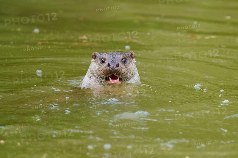 European otter (Lutra lutra), swimming in greenish water with recognisable joy on its face, Germany